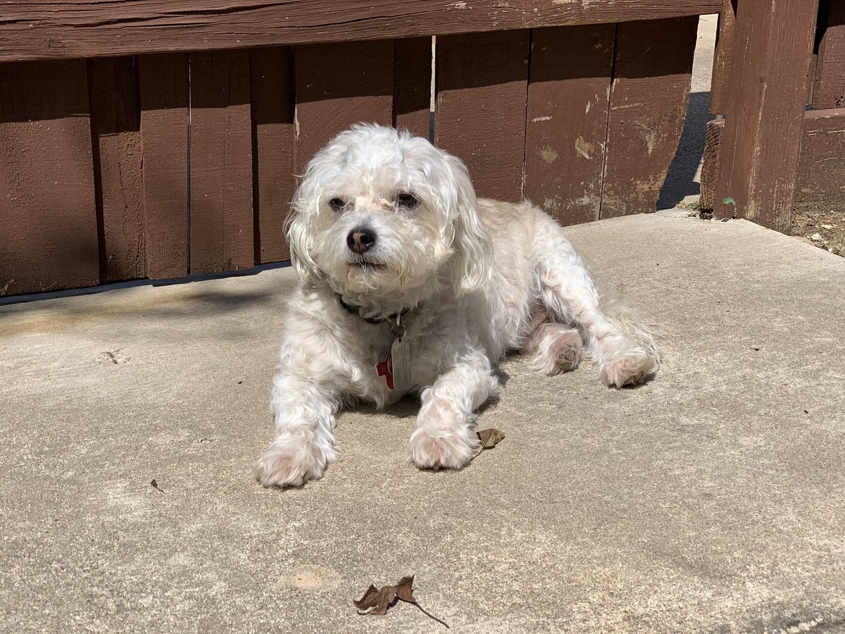 I LIKE TO LAY IN THE SUN TO STAY COOL.