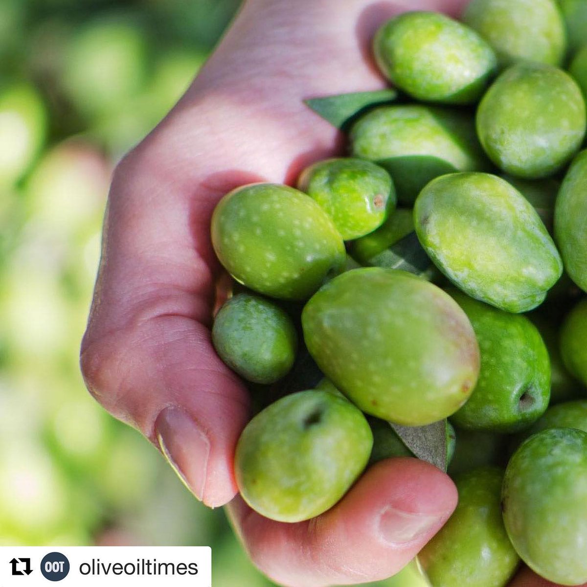 Pasolivo's tweet photo. Did you know? #Repost @oliveoiltimes 
・・・
All olives start out green. They turn purple and black as they ripen. Oils made from green olives are more bitter, while ripe oils are sweeter and less pungent. #ThursdayThoughts #ThursdayMotivation #ThursdayWisdom https://t.co/q0eqnSVyCS