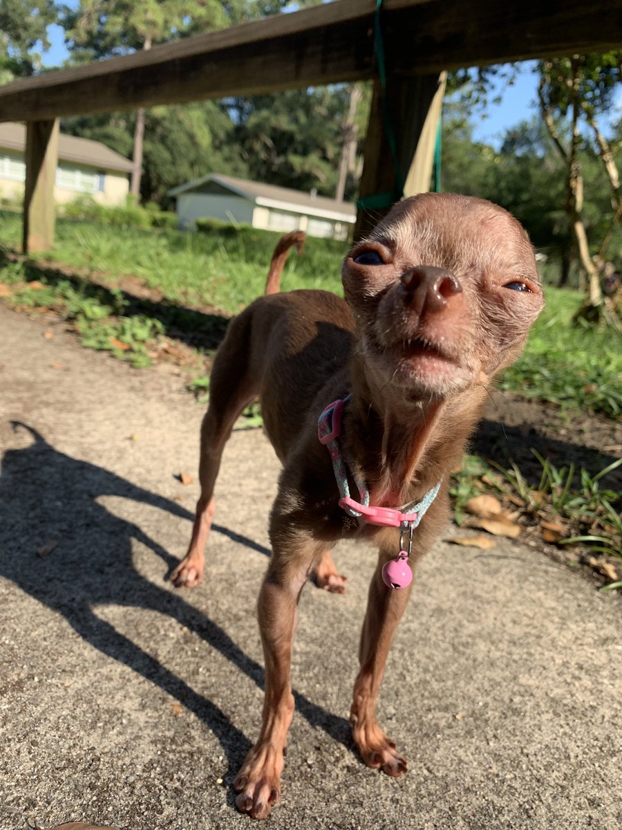 JessikaOSRS's tweet photo. Enjoy this 2lb chichi photoshoot 😊 https://t.co/1rQYeOi0IV