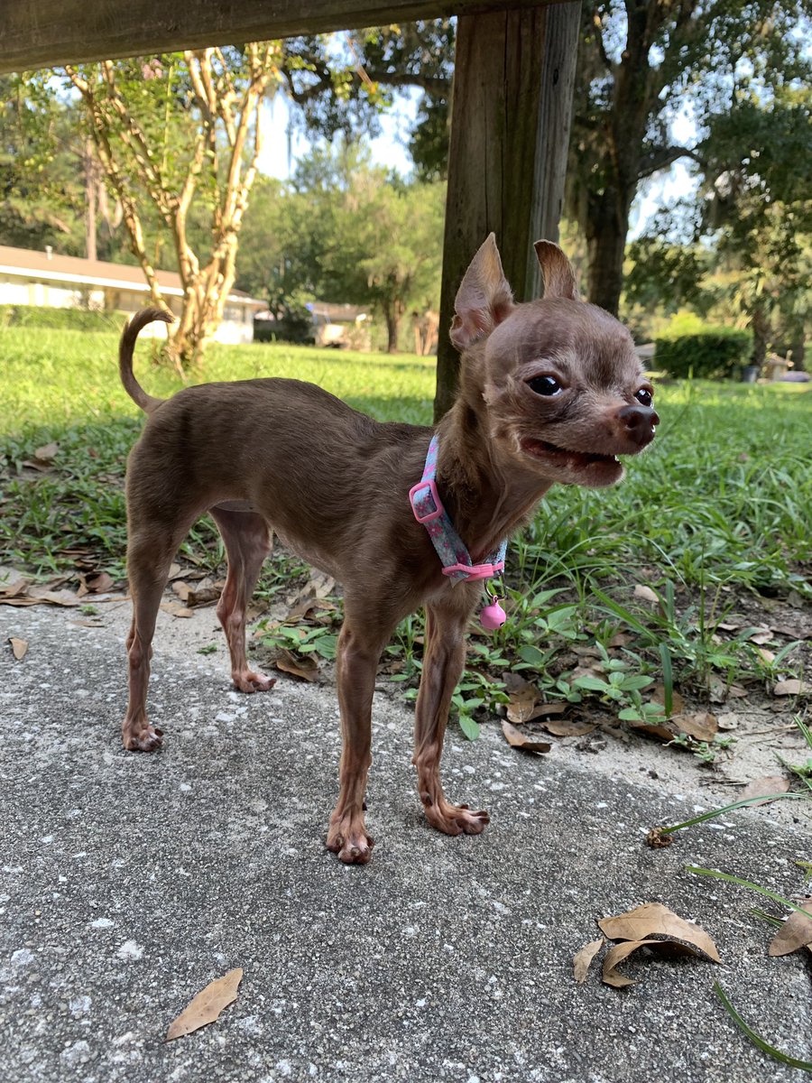 JessikaOSRS's tweet photo. Enjoy this 2lb chichi photoshoot 😊 https://t.co/1rQYeOi0IV