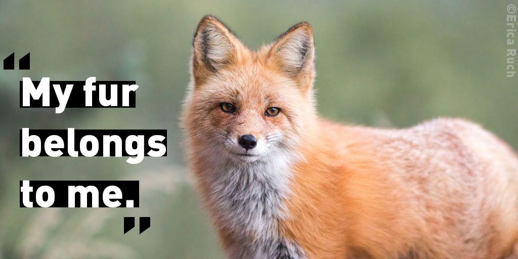 PETA on Twitter: PETA on Twitter: