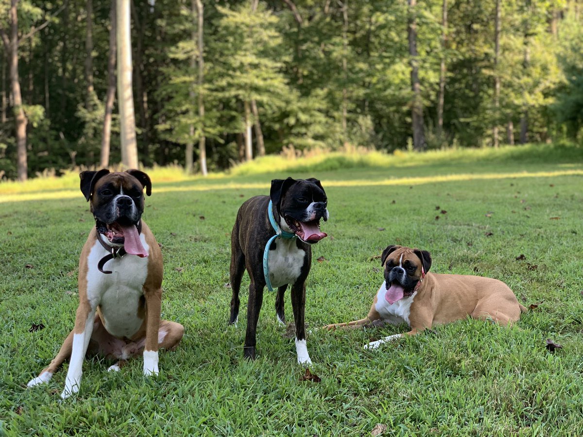 Mrs_Yuly's tweet photo. Playing with these 3 is my favorite “me time” activity after a day of teaching, before peak Mommy craziness time begins.
#TeacherAfterSchoolPost
#BoxerObsessed https://t.co/q59WqEp8xZ