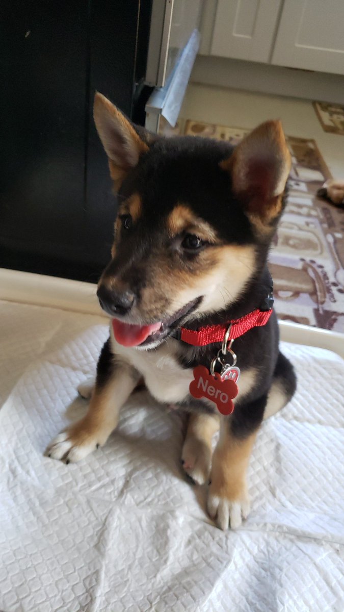 🐕 Skelemma🐕 tweet media