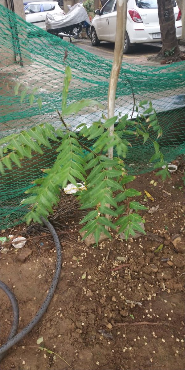 thetreebox1's tweet photo. Lovely Neem which came up from #BeejBalls thrown...

A #CustomerSpeaks it’s the easiest way to grow a plant...

#JustThrowToGrow
#Thetreebox 

To order yours 
https://t.co/t6757PWP3n https://t.co/9MqfrRR9ly