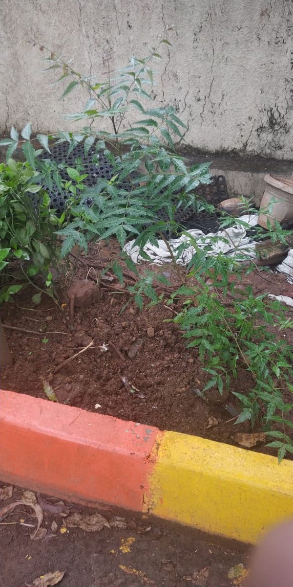 thetreebox1's tweet photo. Lovely Neem which came up from #BeejBalls thrown...

A #CustomerSpeaks it’s the easiest way to grow a plant...

#JustThrowToGrow
#Thetreebox 

To order yours 
https://t.co/t6757PWP3n https://t.co/9MqfrRR9ly