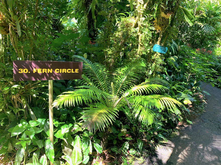 HIBotanicGarden's tweet photo. There's a lot going on at our botanical garden. Have you wandered our Fern Circle? Amazing ferns. #fern #botanicalgarden #hawaiitropicalbotanicalgarden #gohawaii #lethawaiihappen https://t.co/S4H1VdRcDD
