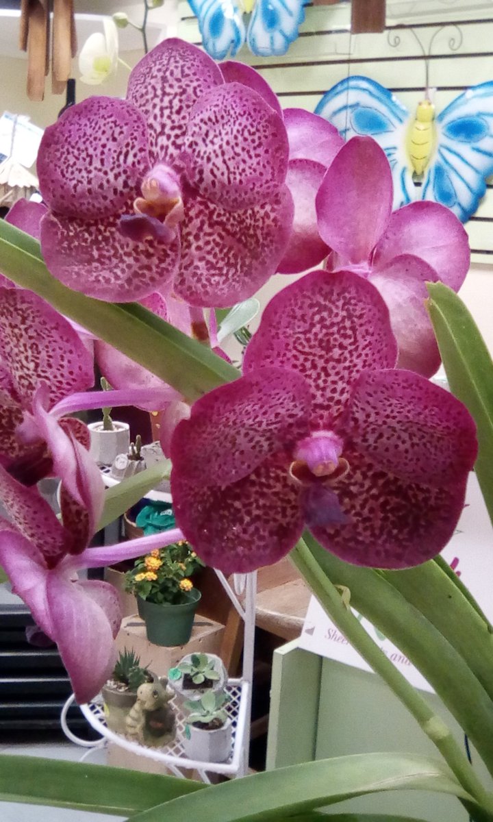 RootsJa's tweet photo. It's #popupsaturday this week at our location @HiLo_Ja Liguanea.  Tiana Anglin original paintings, orchids, dish gardens and more at affordable prices. #naturalbeauty for your home, office or gift-giving. #artandgarden https://t.co/jRKhYL6T8O
