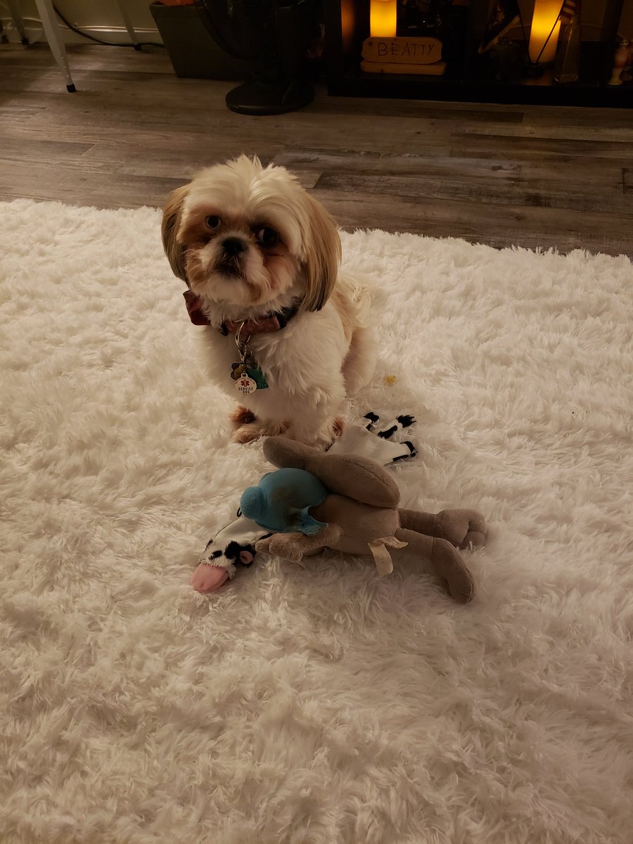 JoJob06138830's tweet photo. SCUS ME....MAY I HAVE YOUS ATTENTION!! Me moms has failed me 2 years in a row! Me is officially 3 as of ....last Fwiday! She gits me dis cow looks like roadkill and twies to make it up wiff lots of new tweats!! Pffft, fanks moms......#shihtzu #birthdaycowroadkill #princessjojo https://t.co/Qxjt8Y6vWY