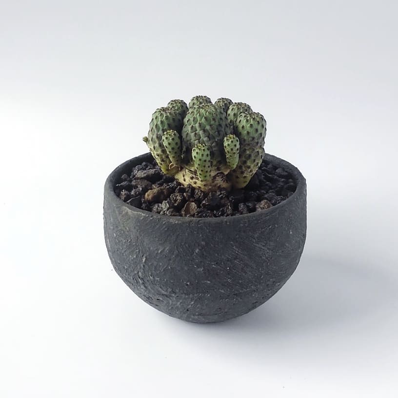 תג スルコレブチア בטוויטר