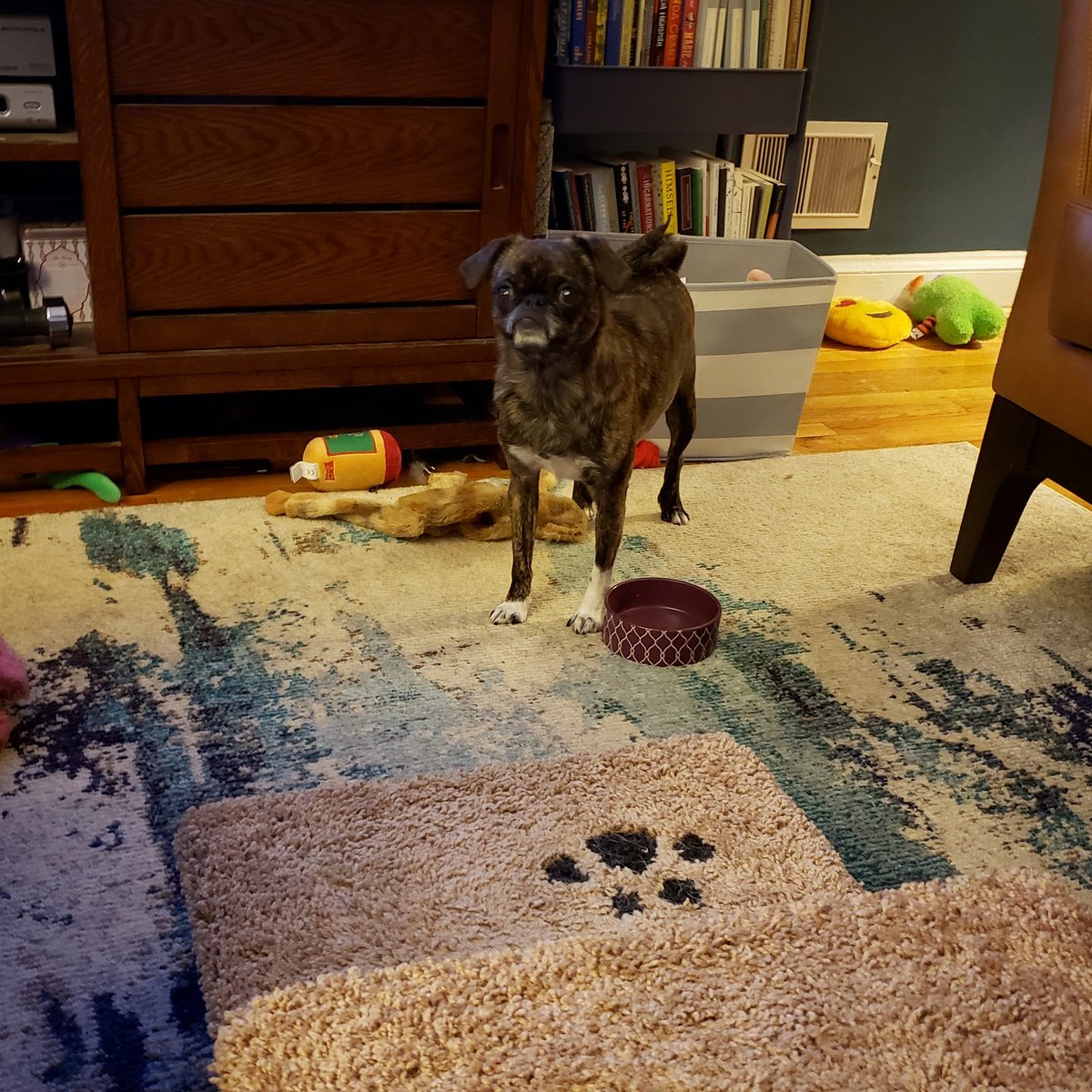 funaek's tweet photo. Even when she's doing nothing she still looks like she's about to cause trouble. #monkadoodledoo #pullupyoursockmonkey https://t.co/wwC83ZzRQX