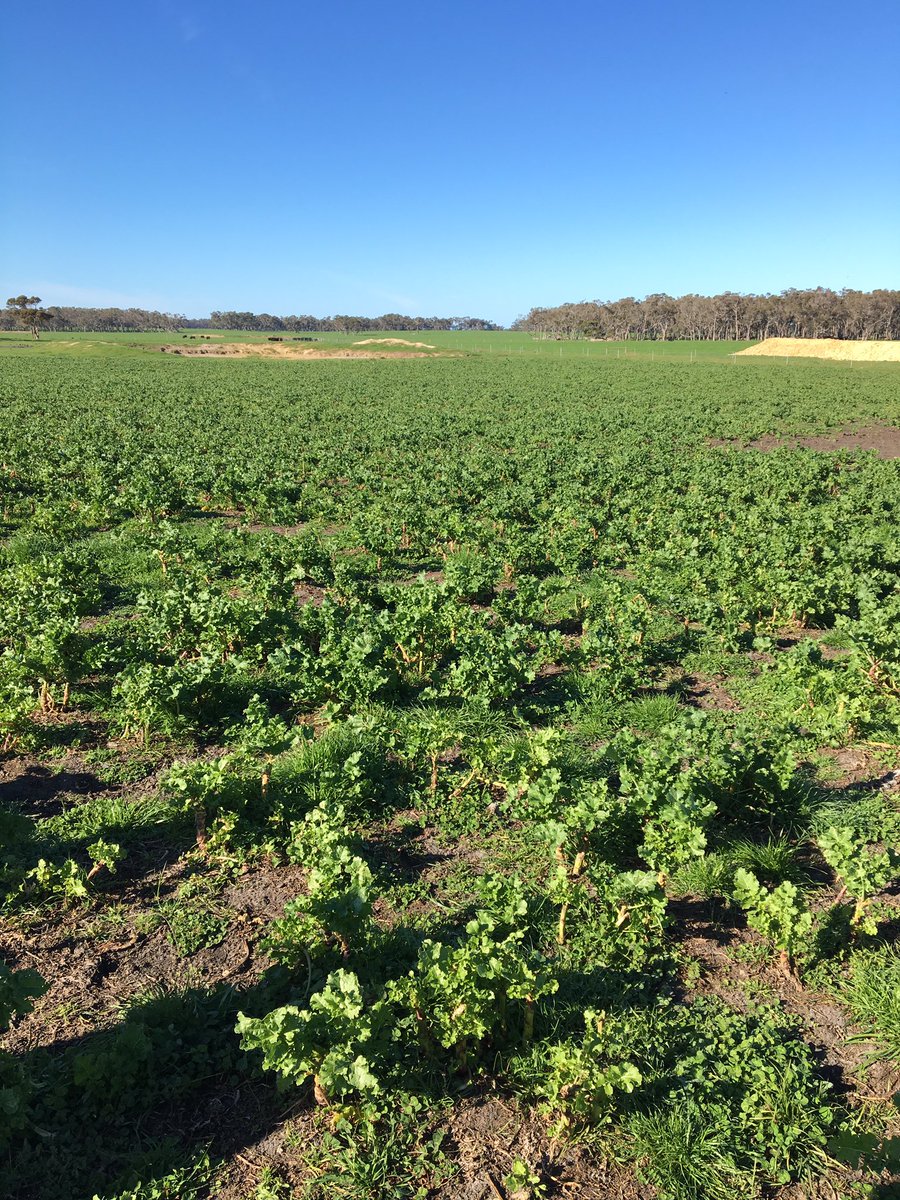 originalstinger's tweet photo. @jezwalks @lidds81 @nathan_tognela Raphno at Manypeaks just received 200kg of NKS to set it up for grazing #4 photo here is 2 weeks after 137 steers grazed this paddock for 19 days. I’ll be looking forward to seeing new seasons #Pallaton #Raphno performance in a range of different paddocks https://t.co/qDHwduX2hr