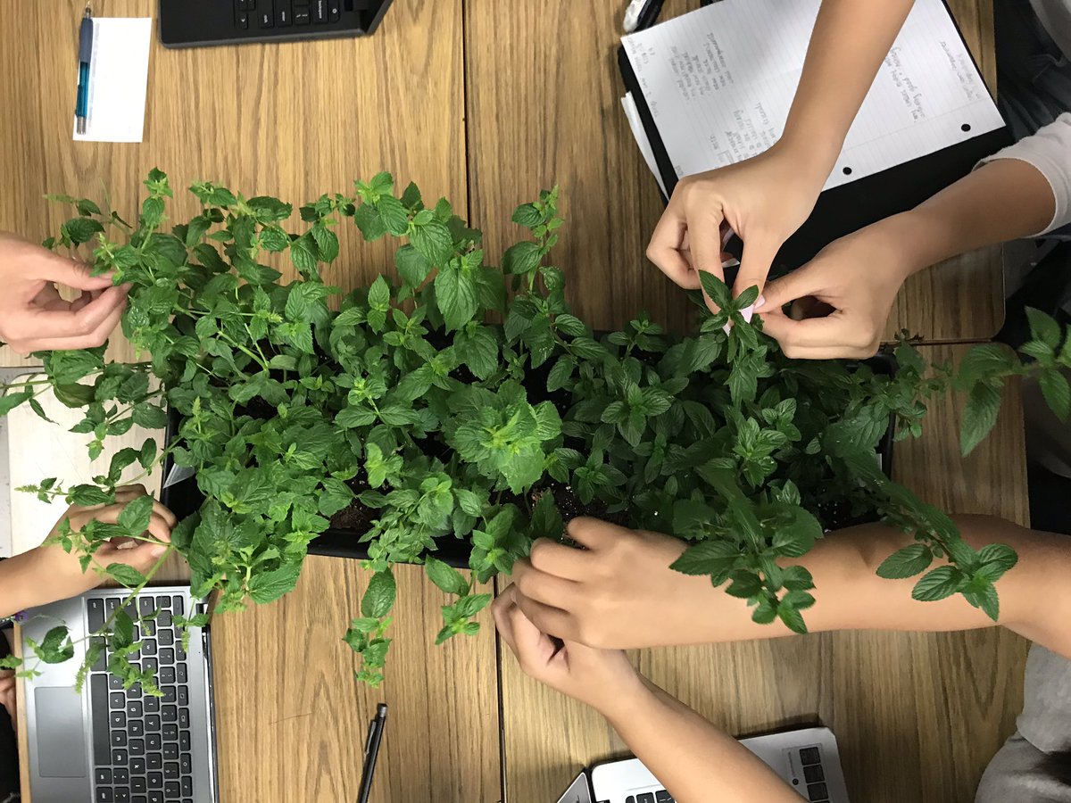 MrZiebarth's tweet photo. The work of honing our observational skills begins!
#zapfv #squidd #MaryOliver #peppermint https://t.co/8Odv033z6E
