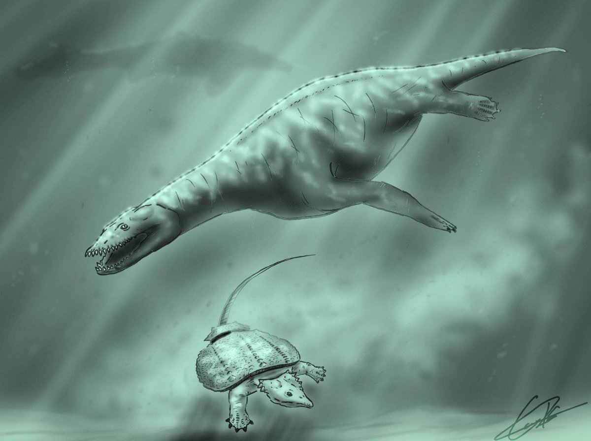 mupal_alpuente's tweet photo. En aquellas aguas del #TriásicoSuperior habría reptiles depredadores de peces como #Simosaurus, así como #placodontos, #ictiosaurios o #temnospóndilos, fauna que fue estudiada hace unos años por @Carlosdino88, un equipo de la @UNED y la @Funda_Dinopolis https://t.co/8TQOnTJGbc https://t.co/4Ij3e71Xj0
