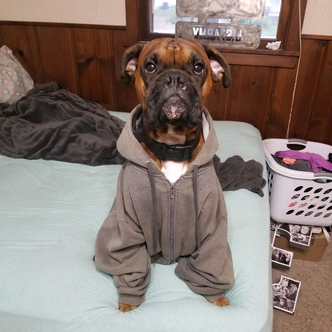 Where's the audition for Men In Black: Boxer Edition?

#MIB #MenInBlack #BoxersOfInstagram #Boxer