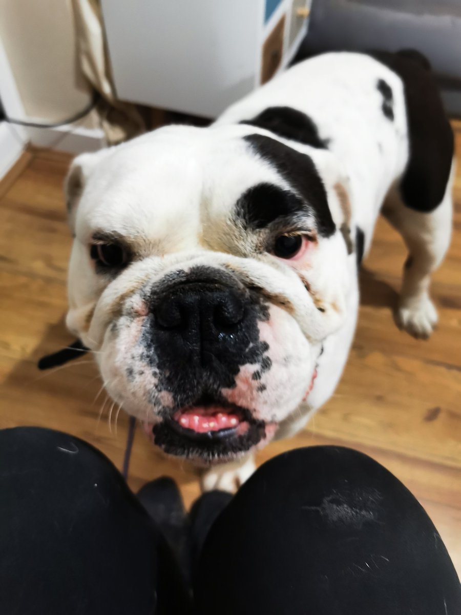 dogbus999's tweet image. Goodnight everyone. Tomorrow is a new start and hopefully a new Foster home? Love Biggie x #dogbus #FosterFirst #fosterhome #foster #bulldog #rescue #adoptdontshop