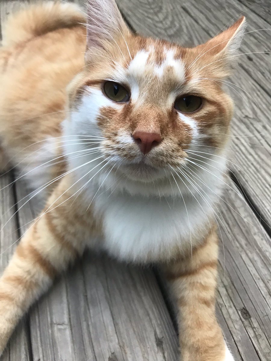 Catsifier™️ - The Cat Pacifier 🍼🐈 tweet media