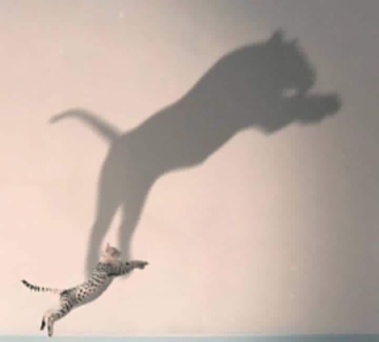 لاتَثِق في شخص لمُجرد أن أَعجبَك حديثُهُ ،فبعضُ الأشخاص ظِلُها أكبرُ من حجمِها بكثير.