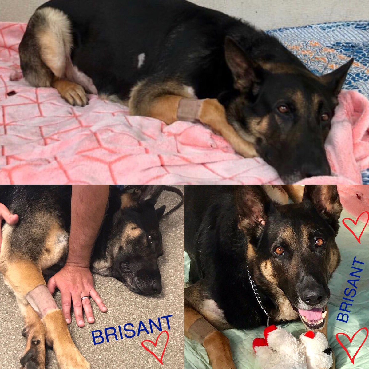 Hey #LivePD K9 lovers! We have 2 AMAZING prizes up for grabs below!
To enter: 
-Follow me, <a href="/D_Kendrick633/">Dustin.X</a>, <a href="/MRudderham629/">Morgan Rudderham</a>, &amp; <a href="/Boxster240/">🐾💙Christine💙🐾</a> &amp; RT. 
Anyone who donates to help save K9 Brisant here k9sofvalor.org/store/tomi will gain TEN entries (DM donation receipt 2 me) #livepdnation