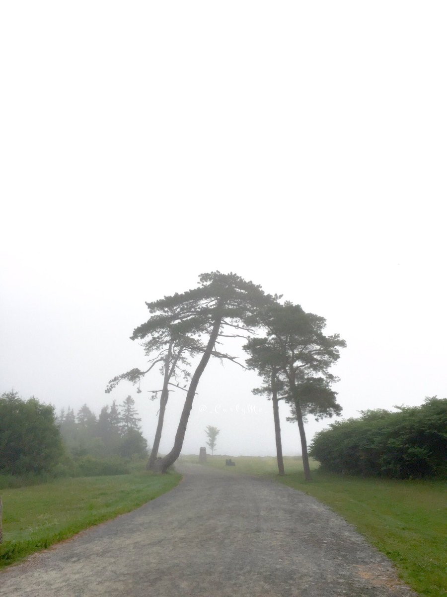 The Kissing Trees, making the most of a misty morning, by the sea.💙
#PointPleasantPark
#Halifax #NovaScotia