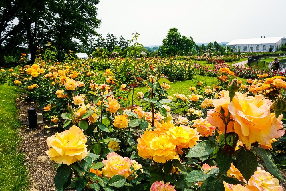 ATurtlesLife's tweet photo. Hold on to summer as long as you can with a trip to @hersheygardens! https://t.co/5sI8JdPbn7  #sweetestfamilies @visitpa #traveler https://t.co/9giuzgVuYf