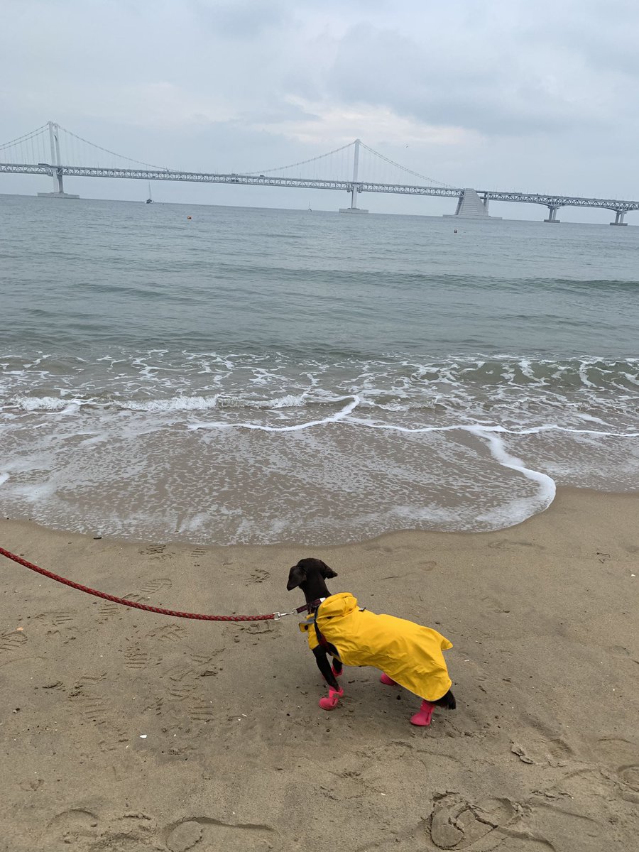magicallychloe's tweet photo. Busan vibes!
#busan #korea #travel #travelgram #travelogue https://t.co/6IOybrXnOh