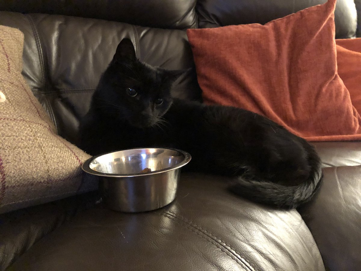 Feeling a bit under the weather today; vet thinks I may have something stuck in my throat. Too much miaowing