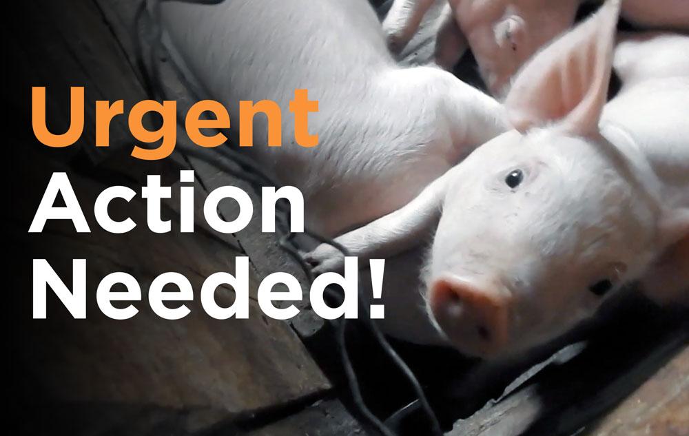 URGENT 🚨

The <a href="/USDA/">Dept. of Agriculture</a>'s Food Safety and Inspection Service is expected to release a dangerous rule that would remove important regulations on pig slaughter speeds!

Urge the USDA to SLOW DOWN and protect pigs and consumers: bit.ly/usdaslowdown