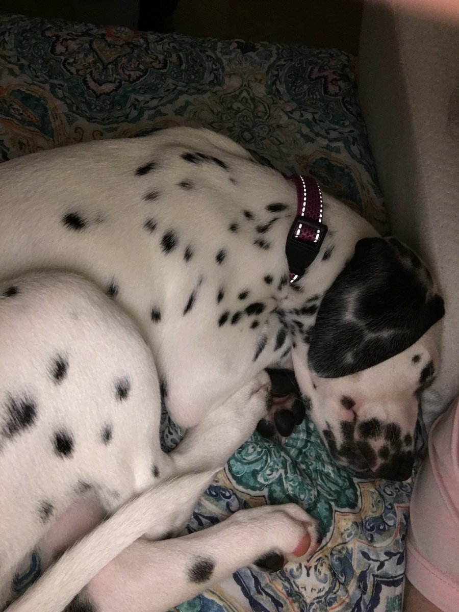 ALifeWithLiber1's tweet image. Desperate need of a nap. Mommy wore me out on our walk. #LifeWithLiberty