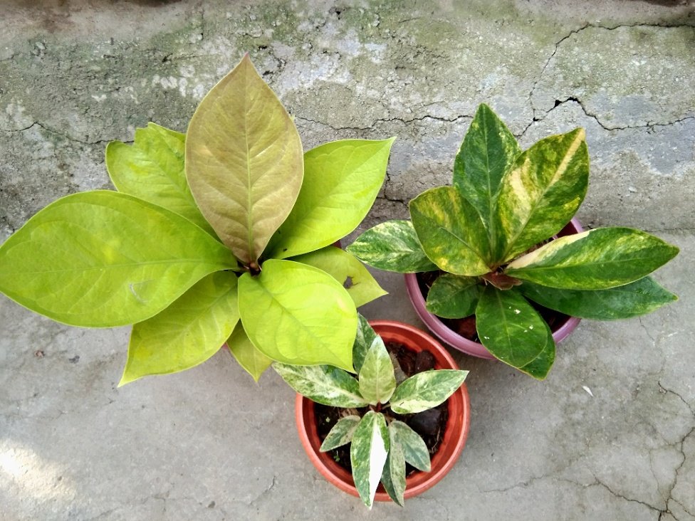 joshcalebgarden's tweet photo. You hear me when I call. You are my morning song.
#praise #motivation #jenmanii #anthfol #houseplants https://t.co/0Fjraqh7Xw