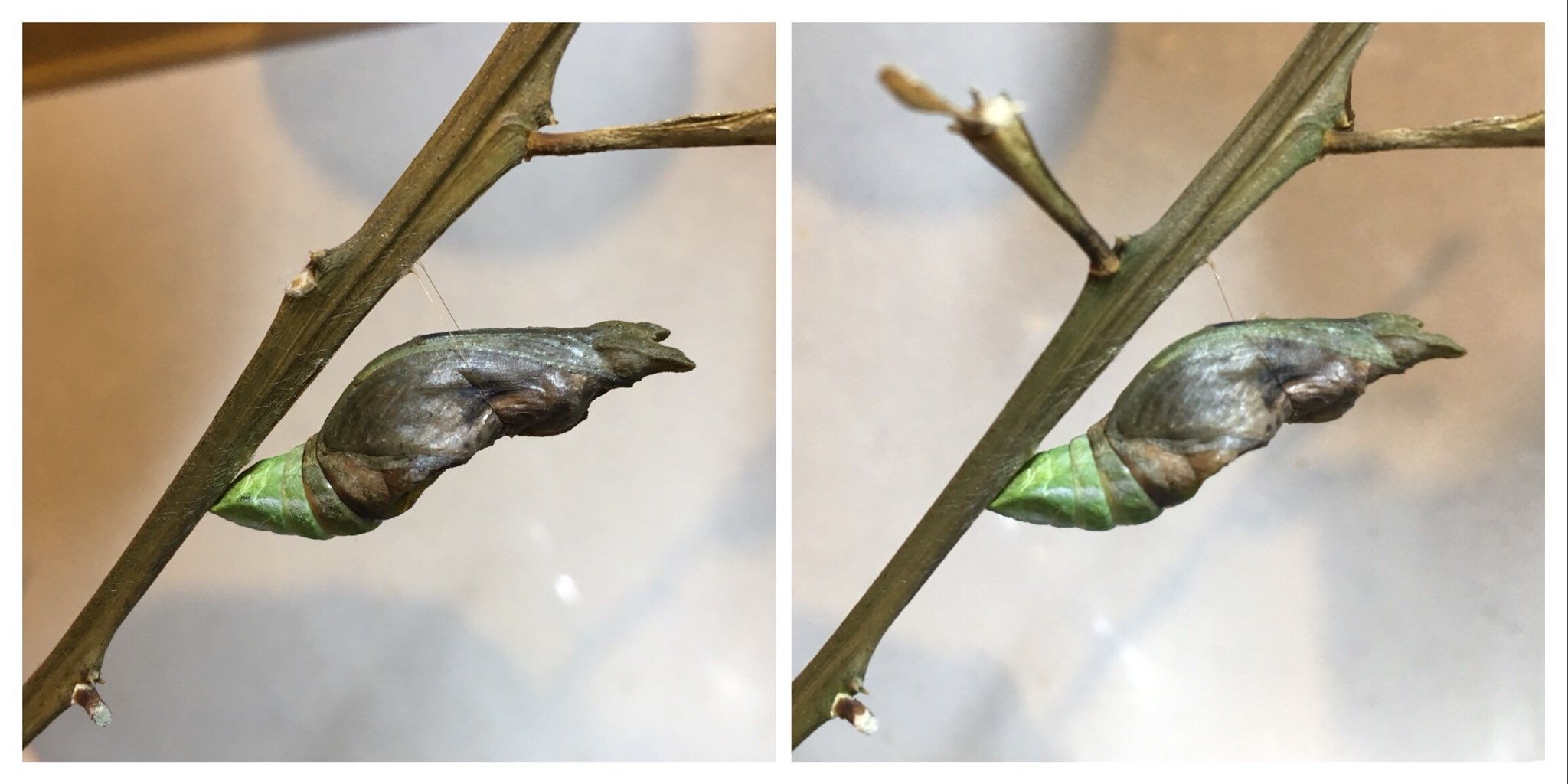 529 食草として採取した葉っぱについていたクロアゲハのくーくー 8月8日に蛹化して3週間になるのだけどまだ羽化しない 諦めていたのだけど 蛹の中で進化してるかも 右は23日 左は今朝 一節進んでる クロアゲハ アゲハ蝶 蛹 T Co