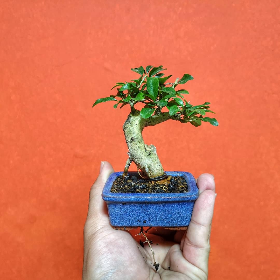 Mini mi! #lime #shito #bonsai #plants