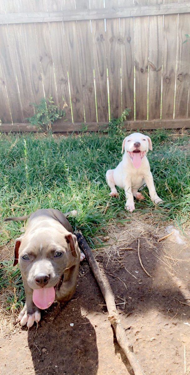 BritneyHendriks's tweet photo. Puppy’s for sale!!!! https://t.co/rKqKrJNqOi