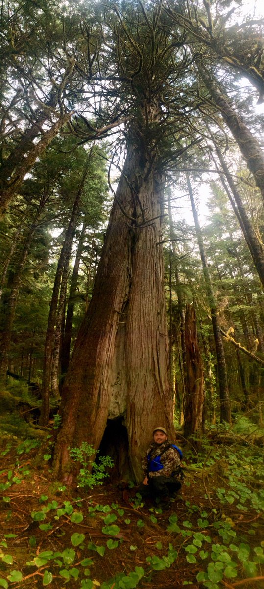 StumpedArchaeo's tweet photo. Impressive #culturallymodifiedtrees in #gitgaat territories, #greatbearrainforest. First and last image of a #CMT / bear modified tree, created by the bottom half of an axed undercut feature being ripped out to provide shelter for bear. Beautiful places. #westcoast #archaeology. https://t.co/7EUhLDwAdA