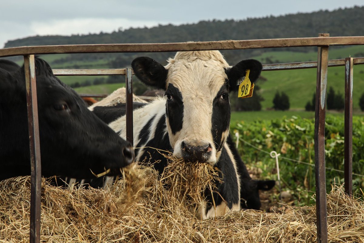 DairyNZ's tweet photo. Three snaps from the three cover stories of September’s #InsideDairy. This month there are three regionally-specific versions.

Upper North Island: https://t.co/WwYDyHEojk
Lower North Island: https://t.co/p8ntffAXNJ
South Island: https://t.co/NVfElWzlFm https://t.co/udmdCFUMji