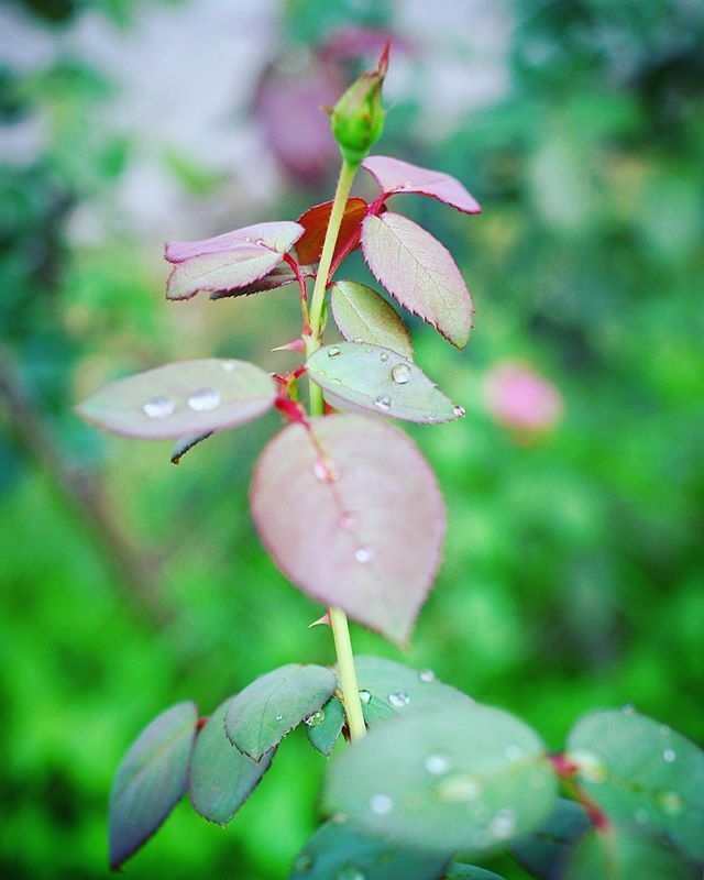 kikutaroid's tweet photo. 無題
#街歩き
#scene
#花 #flower
#植物 #plants
#路傍 #roadside
#pentax #pentaxk200d #k200d
#smc #smcpentaxf #pentaxf5014 #f5014 #singlefocuslens #aflens #oldlens
#filtereffects https://t.co/HA6PiUhw0k https://t.co/Kr0vxs1J3P