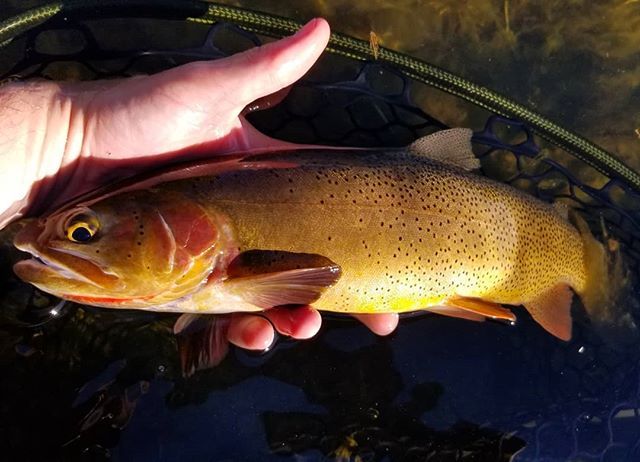 InvrnsOtfttrs's tweet photo. This fish needs to be more careful with its choice of companions. Nearly lost its life before getting it to the net. Hanging out in that hole in the previous post. #fishdrycreek (via Instagram https://t.co/0D5wNQ0tYj) https://t.co/IG8VEGlDGK