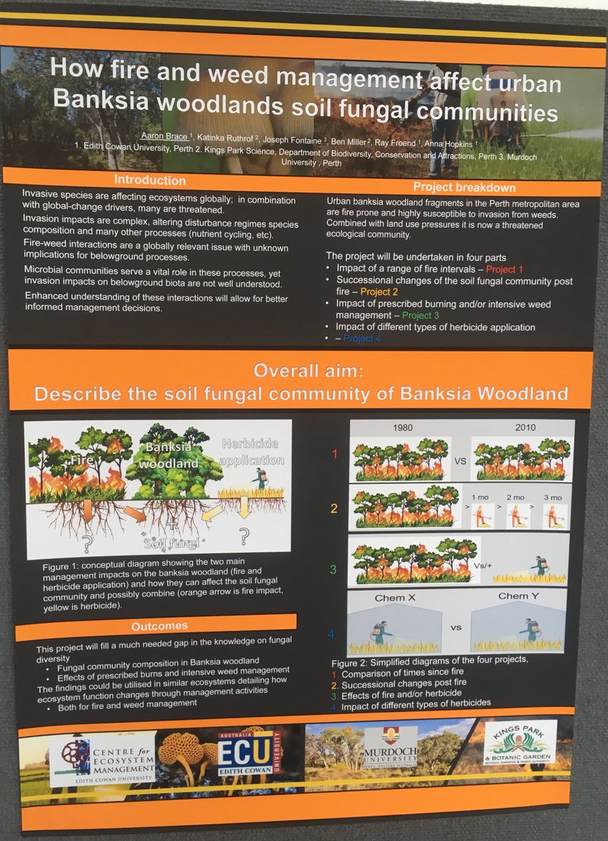Great poster by Aaron Brace from @ECU #CBSM2019 looking forward to his PhD results, especially finding out what effect herbicide has on #Banksiawoodland fungal communities @joe__fontaine @annajmhopkins @_bpmiller @KatinkaXRuthrof