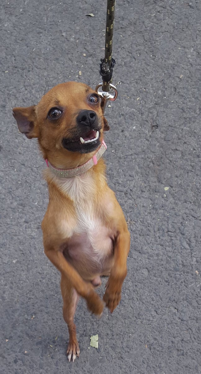 MarianimaLOVERS's tweet photo. Amigos nos escribieron pidiendo la ubicación donde tenemos a los 🐶 rescatados diciendo q nos querían donar artículos de limpieza y alimento. Y lo q vinieron a dejar amarrado fué a éste chihuahueño q tiene las orejas cortadas y lastimada su piel. 😡😠😭 Necesitará padrinos xfa☹ https://t.co/kgSSjANE2A