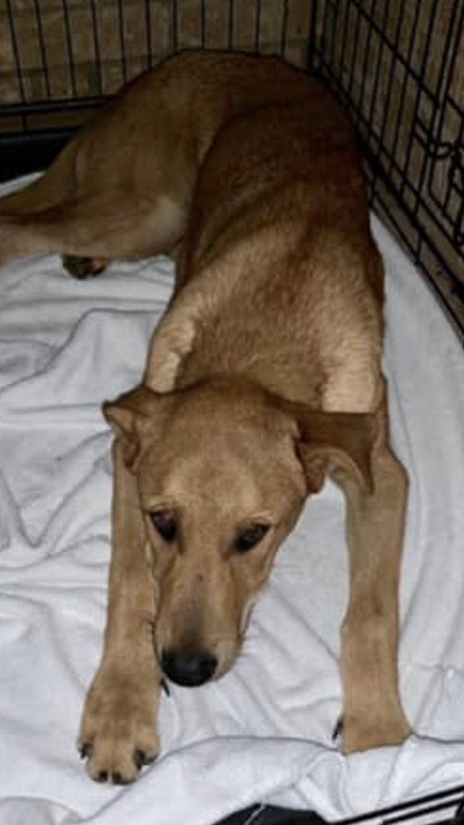 winedown3's tweet photo. @LisaVanderpump can you retweet and help me raise another $600 to save a stray dogs life??? He was hit by a car and needs hip surgery! We’ve already raised $490! 💖 #vanderpumpdogs @VanderpumpDogs https://t.co/uNIdwhaMWX https://t.co/7EI2Ym7qRx