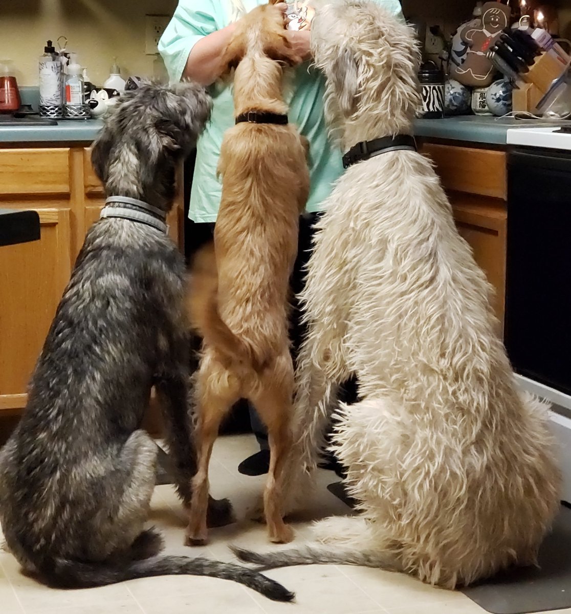 LeahCJ84's tweet photo. @dog_rates Triple Doggos https://t.co/eYFxiQLq1j