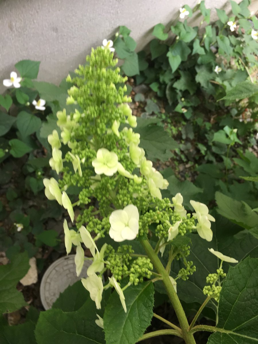 こみくママ様 No Twitter お早う御座います 柏葉紫陽花 カシワバアジサイの四季 アジサイ科アジサイ属 和名 葉の形がカシワに似てる事から ピラミッド形をした大形の花の色が ミドリ シロ ピンク アカ チャイロ へと変化して来ました 後は紅葉 するのを見て 楽しみ こみくママ様 No Twitter お早う御座います 柏葉紫陽花 カシワバアジサイの四季 アジサイ科アジサイ属 和名 葉の形がカシワに似てる事から ピラミッド形をした大形の花の色が ミドリ シロ ピンク アカ チャイロ へと変化して来ました 後は紅葉 するのを見て 楽しみ