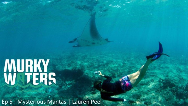 TheMWpodcast's tweet photo. Ep 05 - Mysterious Mantas | @laurenrpeel out now!
Lauren just completed a Ph.D. studying manta ray movements, diet, and population off the Seychelles. I ask everything about #mantarays, from basic biology to social behavior to threats such as pollution, climate change, &amp; fishing. https://t.co/ZXLXTmprlE