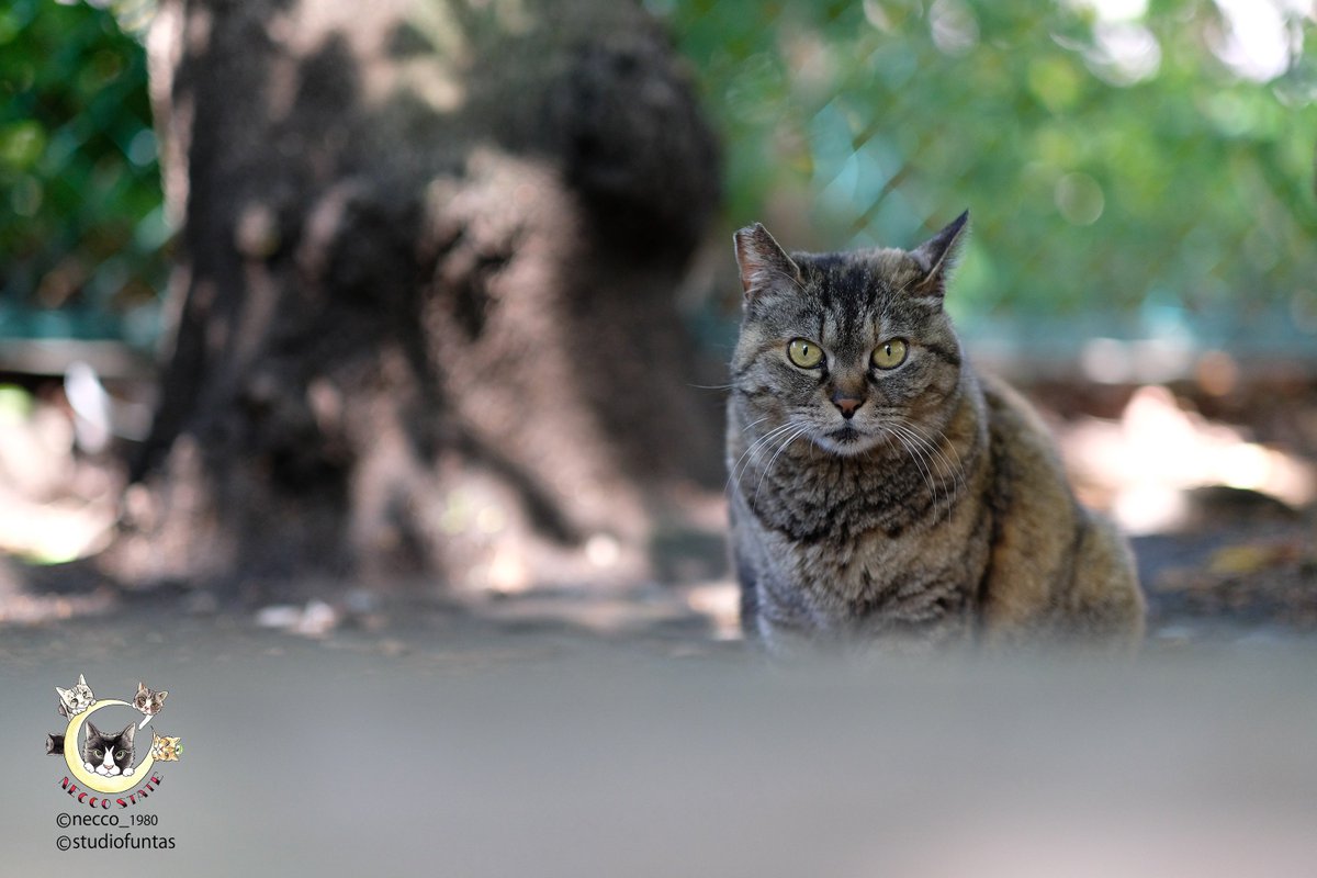 studiofuntas's tweet photo. 雨が降る少し前-2
#猫 #Neko #ねこ #公園 #cat #acatinthepark #どら猫 #町猫 #町ねこ #のら猫 #野良猫 #straycat #straycats
#日本の夏 #令和の夏 
#StudioFuntas #Funtas #出張撮影 #地方遠征 #スタジオ撮影 #スタジオファンタス #ファンタス #necco_1980 @necco_1980

https://t.co/cxtXi8lCbX… https://t.co/TgczPJtjbl