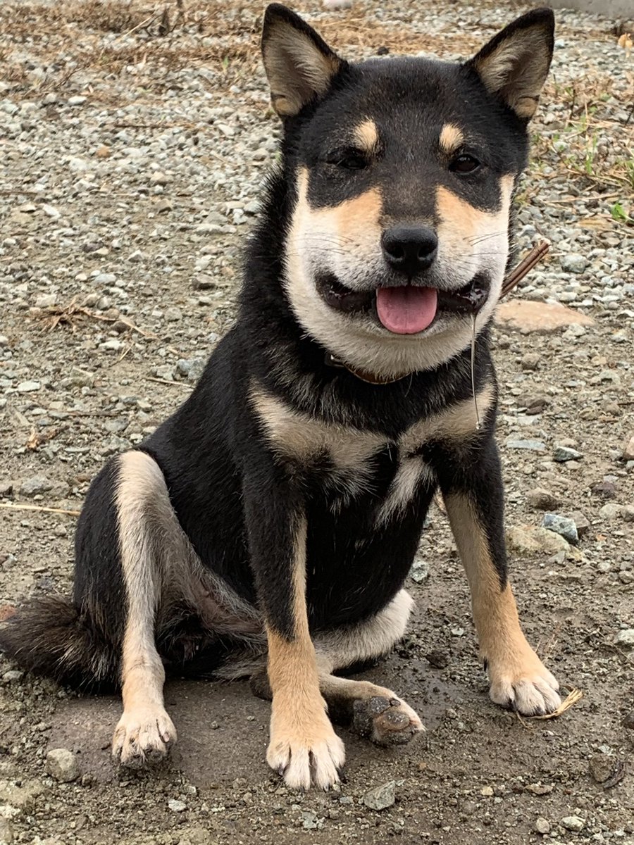 え お前 誰 蜂に刺されて顔が別人になってしまった犬 かわいそうだけど思わず笑ってしまうと話題 Togetter