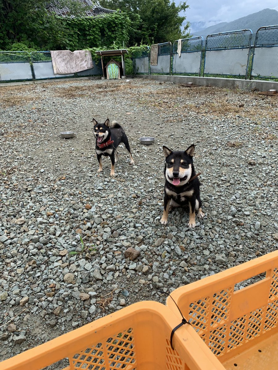 え お前 誰 蜂に刺されて顔が別人になってしまった犬 かわいそうだけど思わず笑ってしまうと話題 Togetter