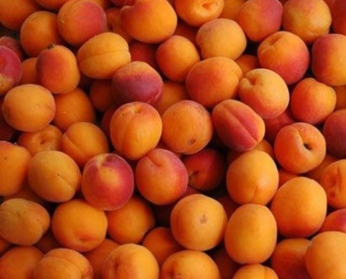 InnerCityBrew's tweet photo. On the infusers tonight - apricots and peppercorns with our Bridgelandia Hoppy Blonde Ale.

#innercitybrewing #yycbeer #infusers #beltlineyyc #craftbeer #abcraftbeer #yyc #taproom https://t.co/5KWhTKpADy