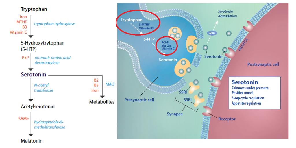 book nutrigenomics oxidative stress