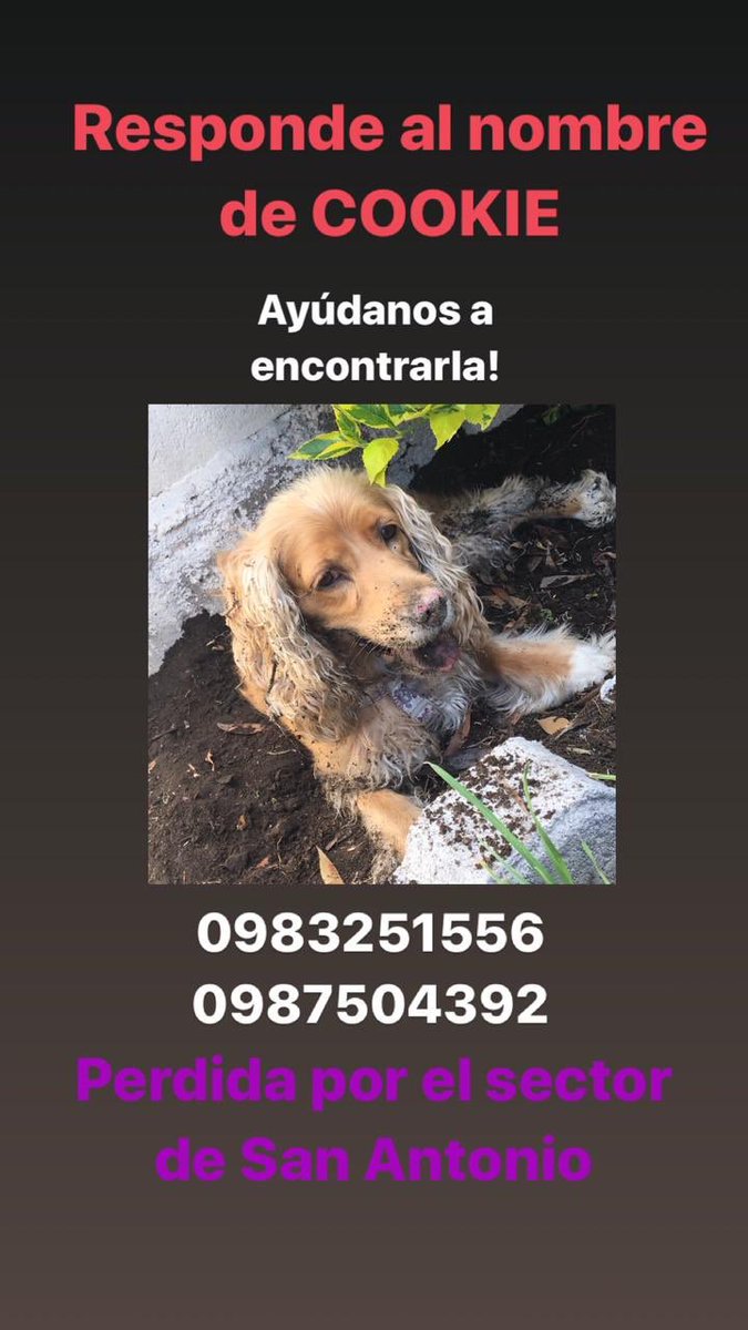 DAVID_BERMEO_B's tweet photo. @RescateAnimalEC @SalvandoPatitas https://t.co/Z8Hdfh8xXS