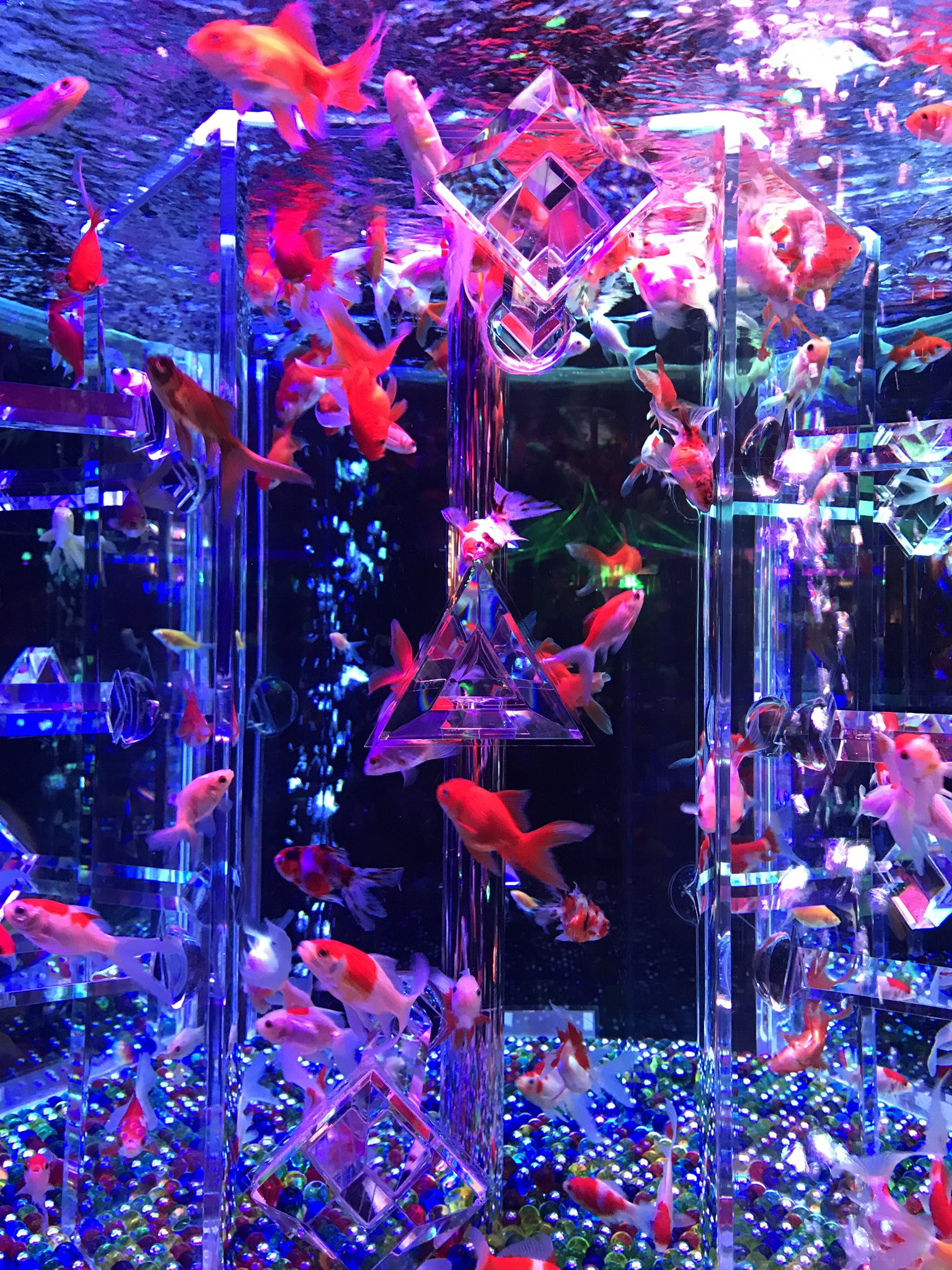 P Co 金子ひろの アートアクアリウム 金魚かわいい 金魚綺麗 P Co 金子ひろの アートアクアリウム 金魚かわいい 金魚綺麗