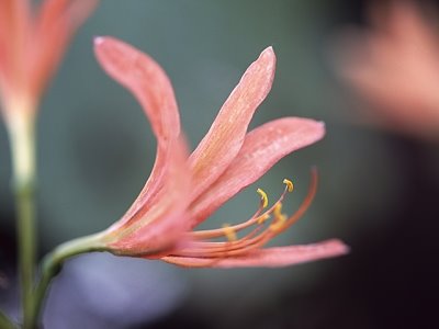 こじやん ８月30日の誕生花 キツネノカミソリ 狐の剃刀 ヒガンバナ科 花言葉 妖艶 今日の一句 怖れては遠目にみたる花なりき キツネノカミソリ群れる初秋 鳥海昭子